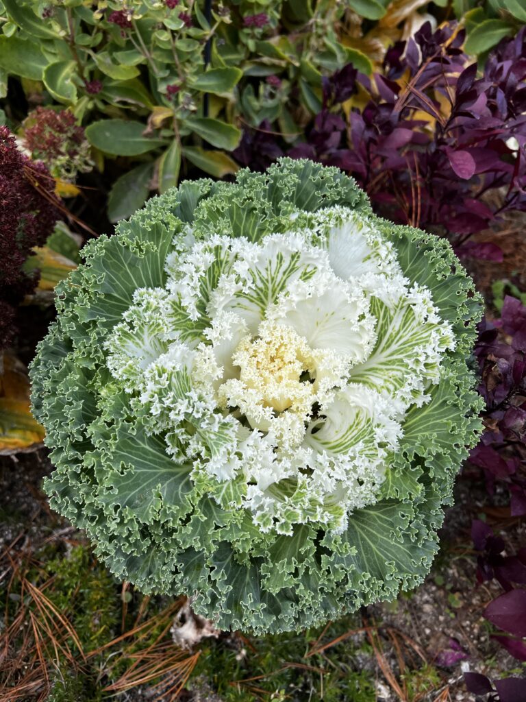 Winter cabbage flower.