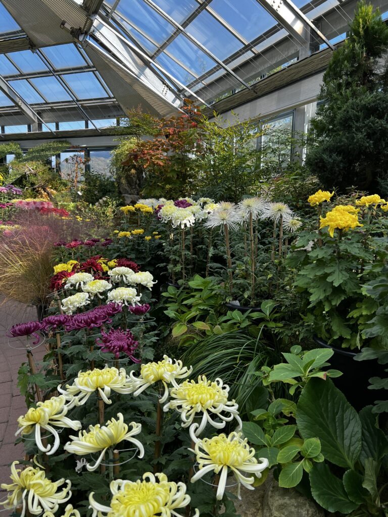 Chrysanthemum green house exhibit. 