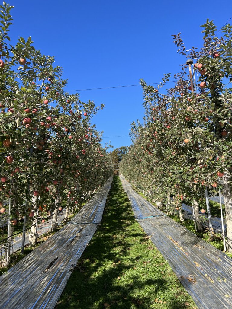 A glimpse of Korea in autumn. Yesan apple orchard.