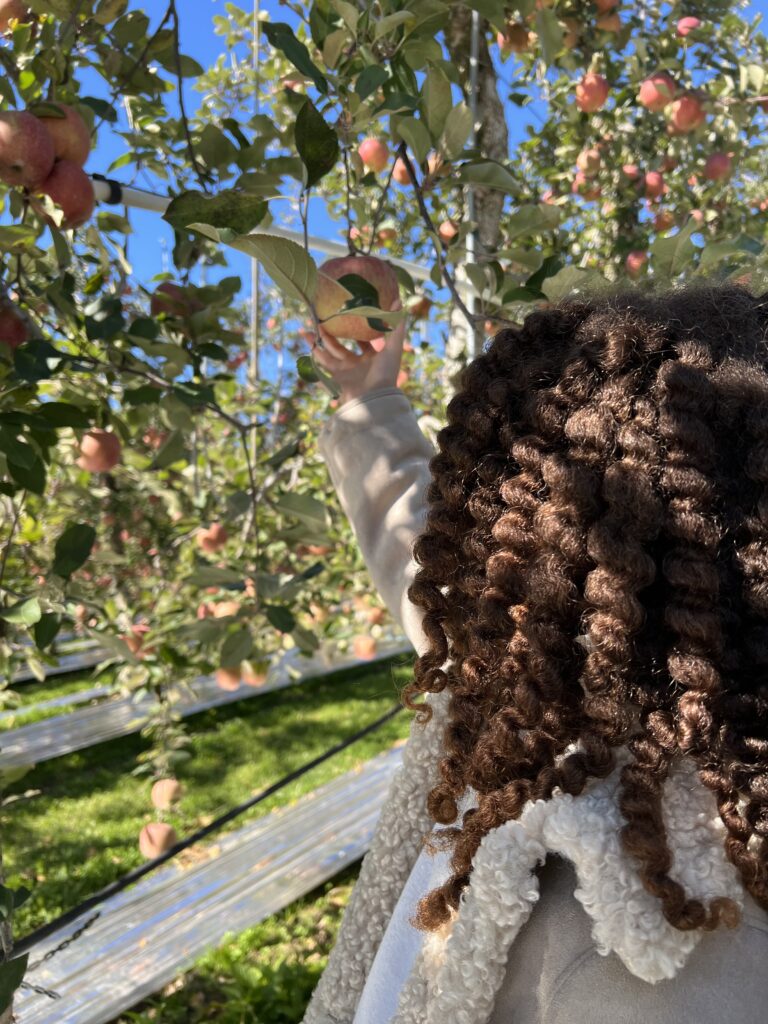 Picking apples at Yesan.