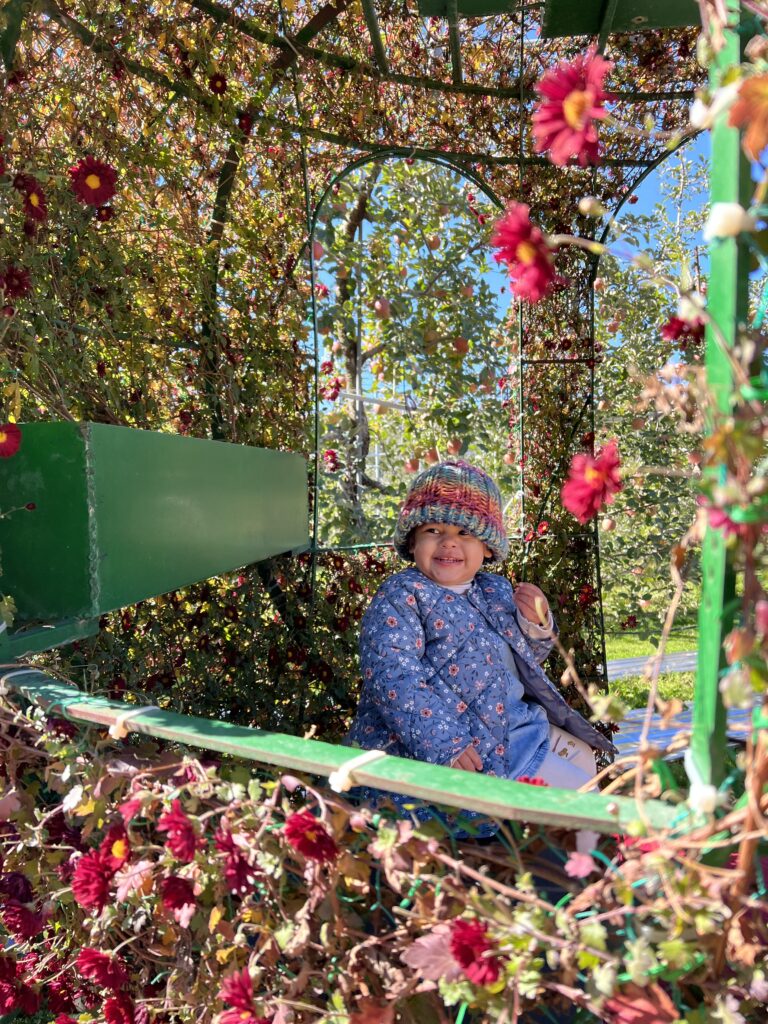 A glimpse of Korea in autumn. Yesan apple orchard. Sitting in the apple carriage.